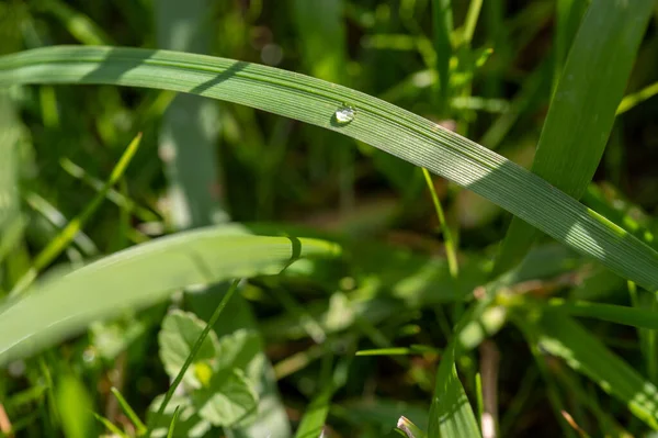 Dewdrop Grönt Gräs Närbild Selektivt Fokus Solig Sommarmorgon — Stockfoto