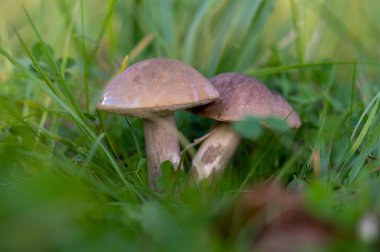 Yeşil çimenlikteki genç boletus mantarları, yakın plan, seçici odaklanma. Sonbahar hasadı, doğanın armağanları.