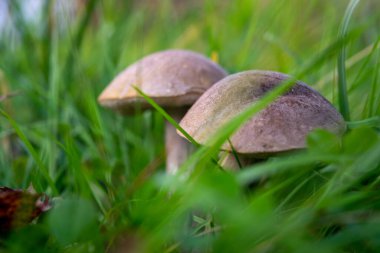 Yeşil çimenlikteki genç boletus mantarları, yakın plan, seçici odaklanma. Sonbahar hasadı, doğanın armağanları.