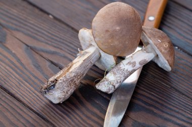 Genç mantarları kes ve tahta saplı bir bıçakla tahta arka planda, yakın plan, seçici odaklanma. Sonbahar hasadı, doğanın armağanları.