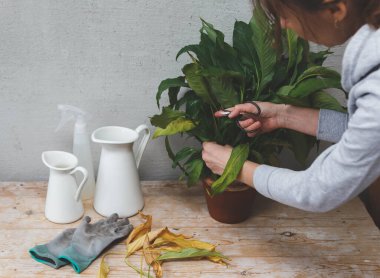 Home Garden 'da kalıyoruz. Kadın bahçıvan bitkinin yapraklarını kesiyor.