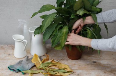 Home Garden 'da kalıyoruz. Kadın bahçıvan bitkinin yapraklarını kesiyor.