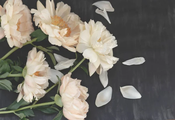 Verwelkte Korallen Pfingstrosen Auf Dunklem Vintage Hintergrund Verblassende Blumen Herbarium — Stockfoto