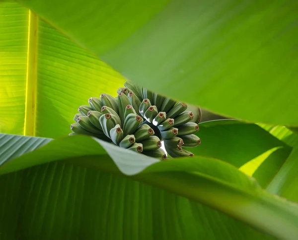 Kök iki büyük palm leavves görülen küçük yeşil muz