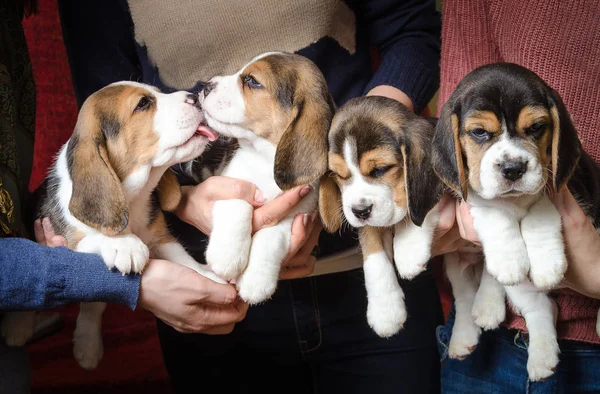 Bayanların elinde dört şirin beagle kuklalar. İki tane uykulu ve iki birbirlerini yalama
