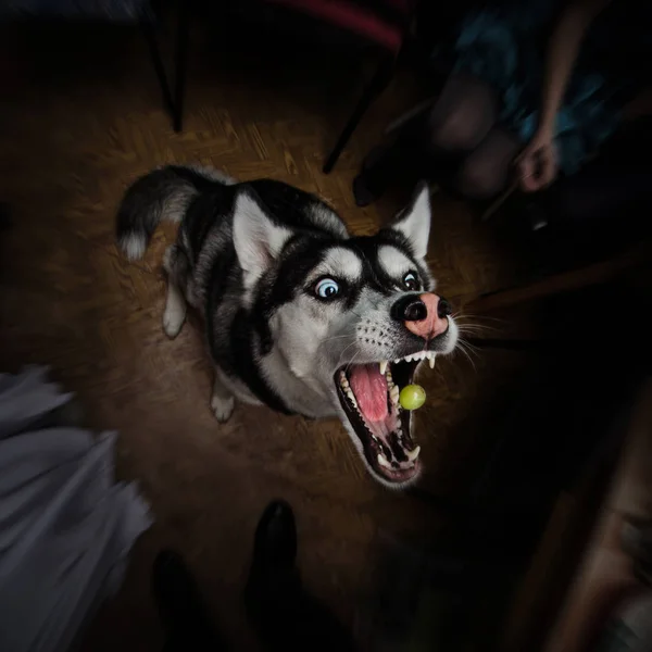 Husky Hunden Försöker Fånga Druva Med Sina Käkar Vidöppna Mörk — Stockfoto