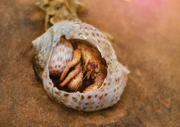 Hermit Crab Hiding Broken Seashell Lying Sand — Stock Photo, Image