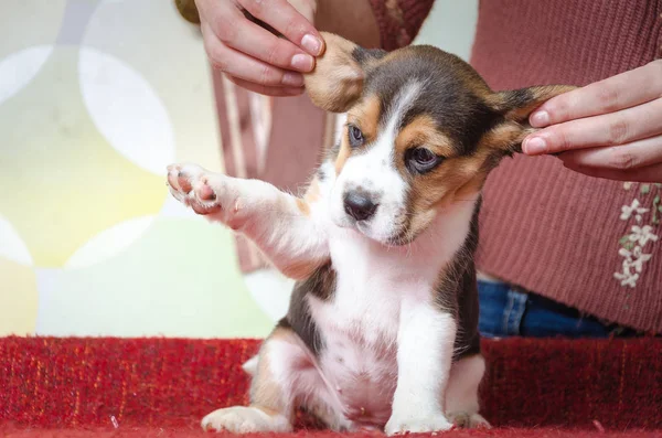 Şirin beagle kukla kulakları ile kırmızı paket üzerinde bir kenara çekti ve pençe kaldırdı