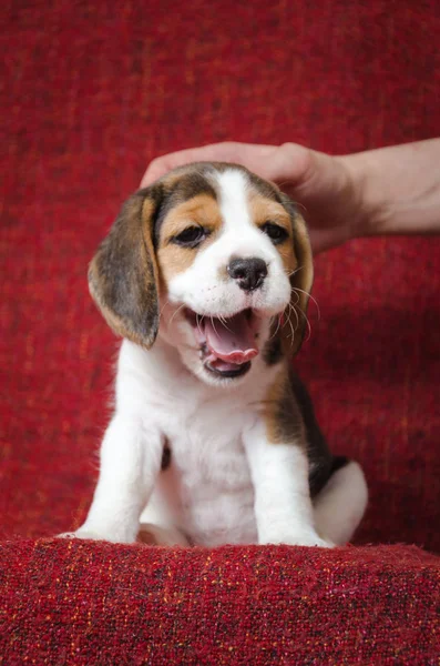 Esneme beagle köpek yavrusu kırmızı zemin üzerine kafasına okşadı