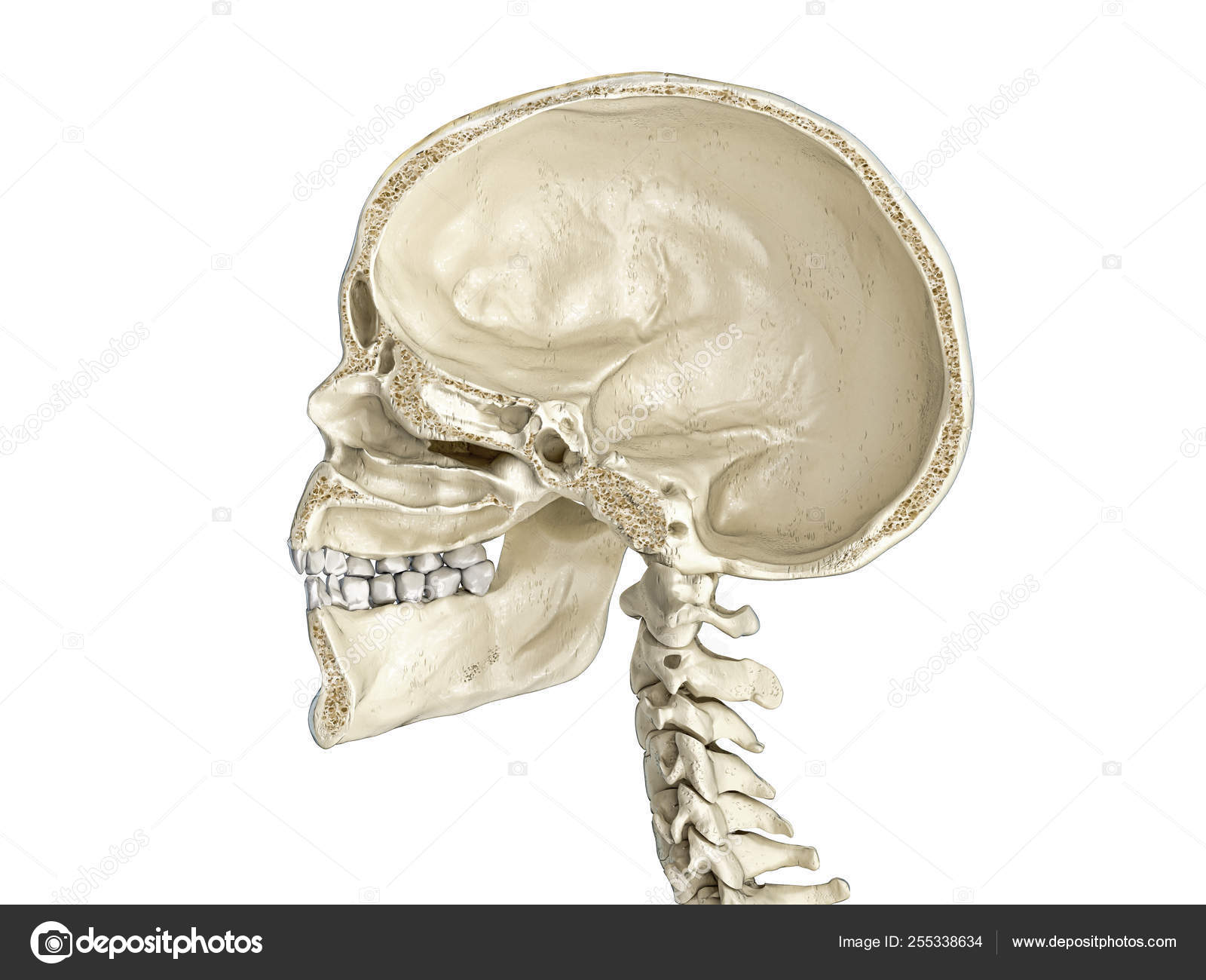 Human Skull Mid Sagittal Cross Section Stock Photo Image By C Pixelchaos