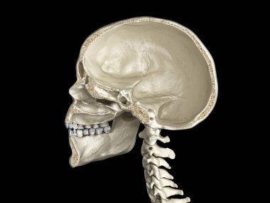 İnsan kafatası sagittal kesit orta.