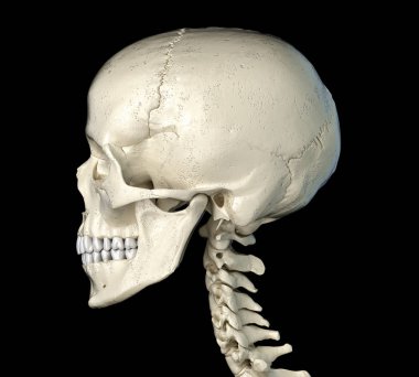 Human skull  viewed from a side. clipart