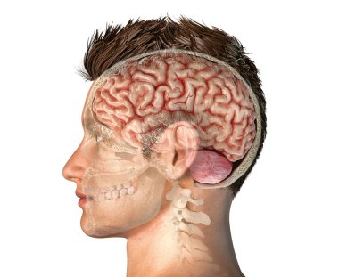 Man head with skull cross section with brain. clipart
