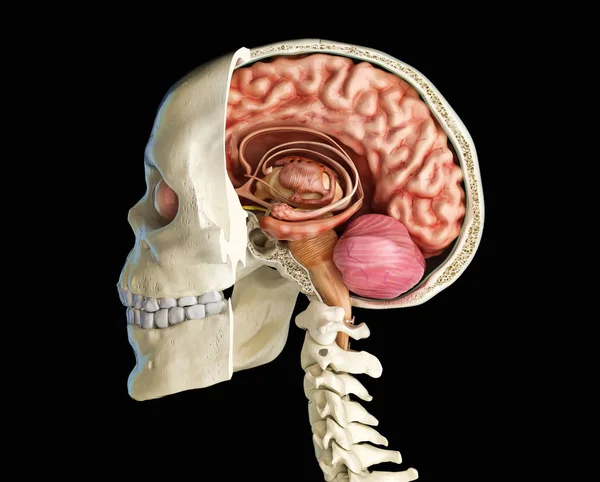 İnsan kafatası kesiti ile beyin. — Stok fotoğraf