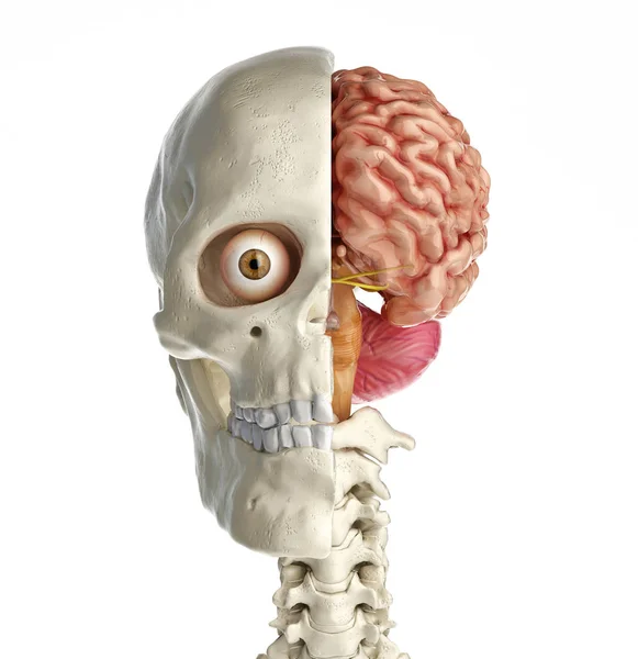 인간의 두개골은 뇌와 횡단면. — 스톡 사진