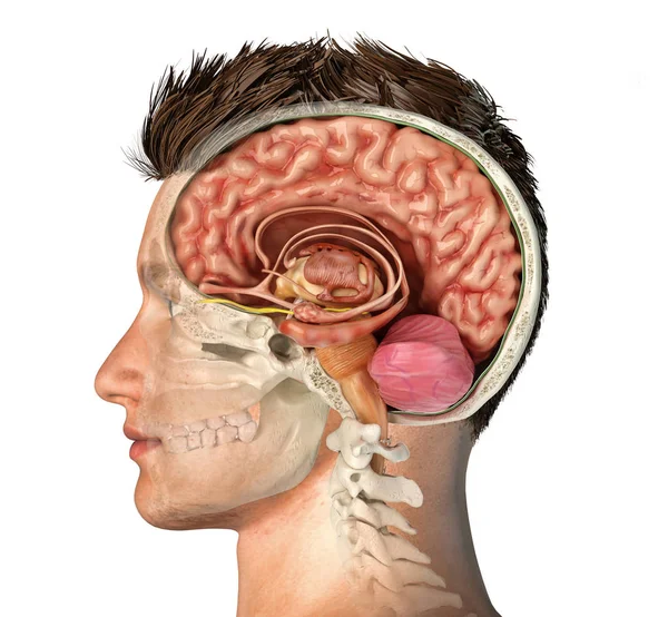 Tête d'homme avec crâne coupe transversale avec cerveau . — Photo
