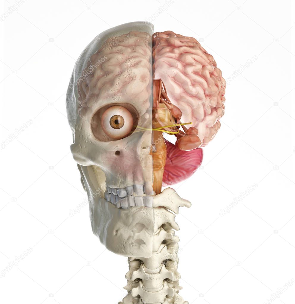 Human skull cross section with brain.