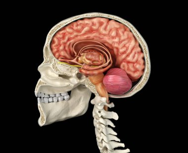 Human skull cross section with brain. clipart