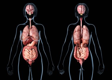 Kadın anatomisi iç organlar, arka ve ön Gösterim.
