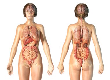 Kadın anatomisi iç organlar, arka ve ön Gösterim.