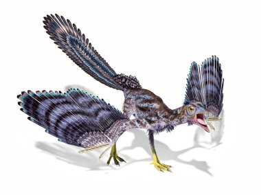 Archaeopteryx dinosaur isolated on white background. clipart