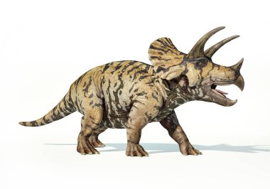 Triceratops 3d rendering On white background  clipart