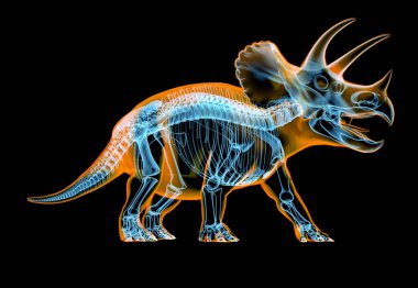 Siyah arka plan üzerine Triceratops iskelet x-ray.