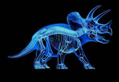 Siyah arka plan üzerine Triceratops iskelet x-ray.