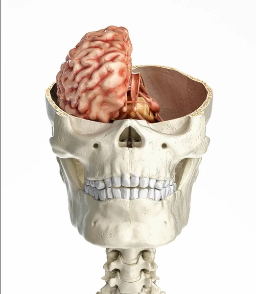 Human skull transversal cross section with brain. — Stock Photo, Image