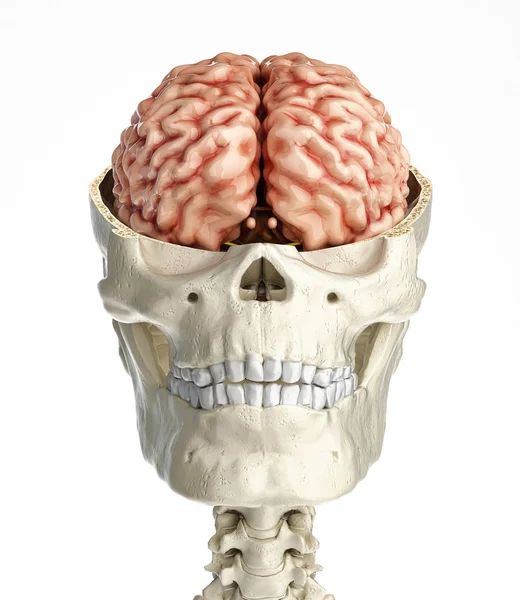 Human skull transversal cross section with brain. – stockfoto