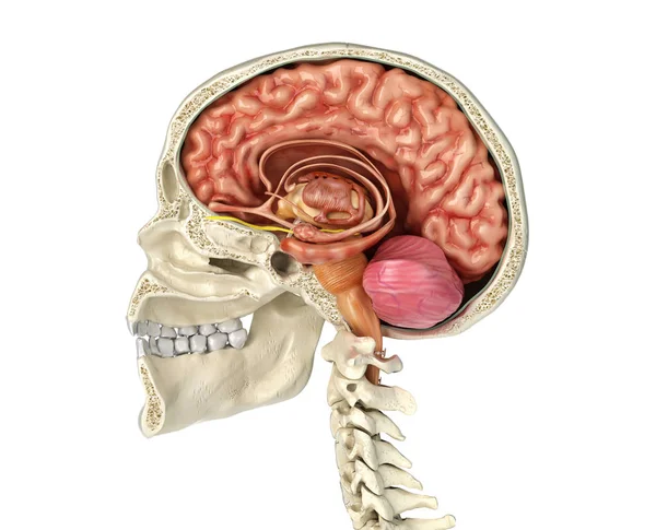 Human skull cross section with brain. — Stock Photo, Image