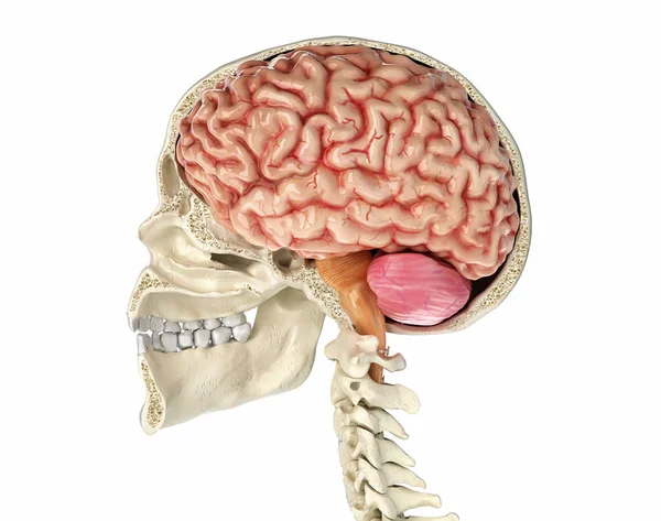 Dwarsdoorsnede van menselijke schedel met hersenen. — Stockfoto