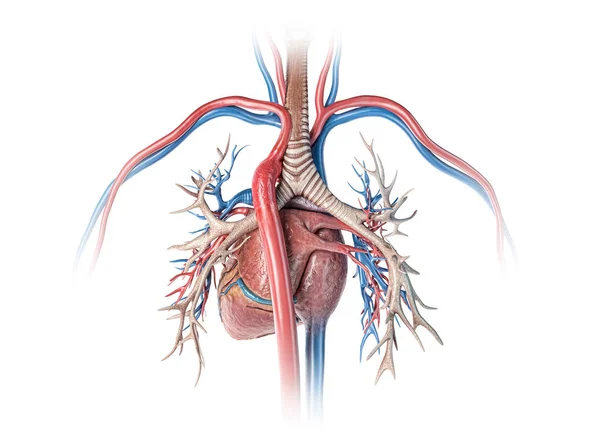 Human heart with vessels and bronchial tree. Back view. — Stock Photo, Image