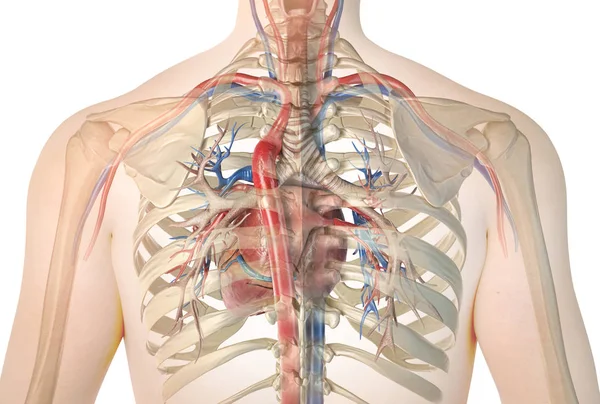 Corazón humano con vasos y árbol bronquial. Vista trasera . — Foto de Stock