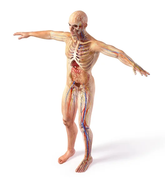 具有鬼效应的人的总解剖学系统图. — 图库照片