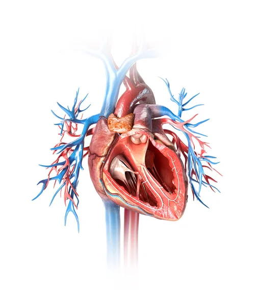 Поперечное сечение сердца человека с сосудами . — стоковое фото