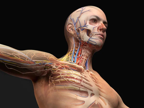 Man head and chest anatomy diagram with ghost effect. — Stock Photo, Image