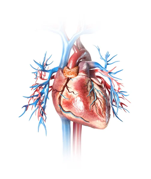 人的心脏特写与血管. — 图库照片