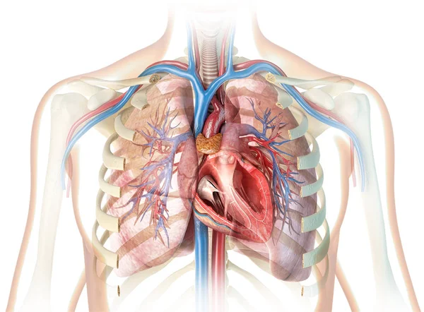 Human heart cross-section with vessels, lungs, bronchial tree an — Stock Photo, Image