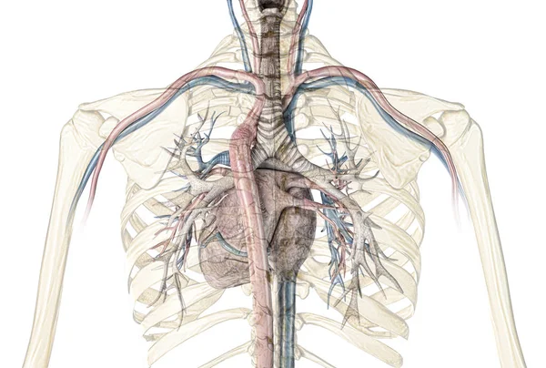 人間の心臓血管と気管支断面. — ストック写真
