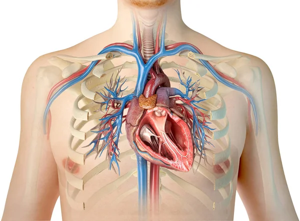Corte transversal del corazón humano con vasos, pulmones, árbol bronquial y —  Fotos de Stock