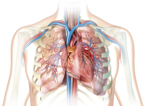 Mänskliga hjärtat med fartyg, lungor, bronker och avskurna revben bur — Stockfoto