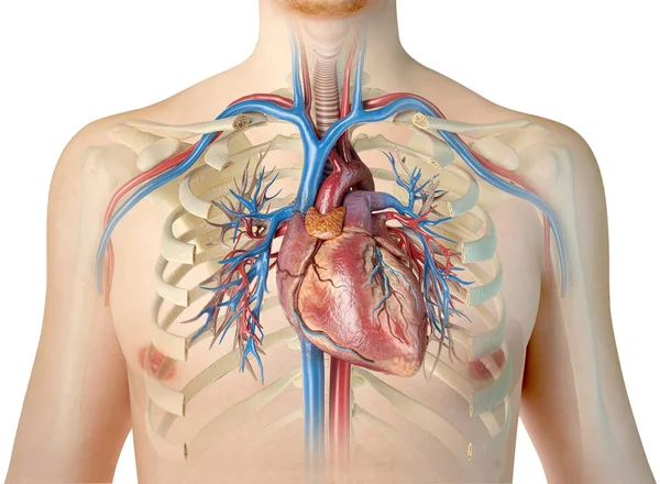 Menselijk hart met schepen en bronchiale boom. Vooraanzicht. — Stockfoto