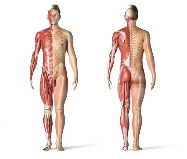 Systemy mięśni i szkieletu anatomii człowieka. — Zdjęcie stockowe