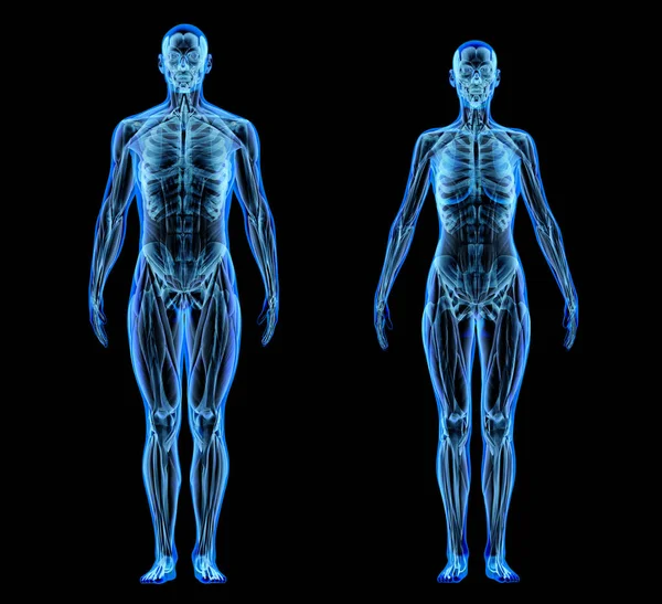 Man and woman muscle and skeletal systems. X-ray. — Stock Photo, Image