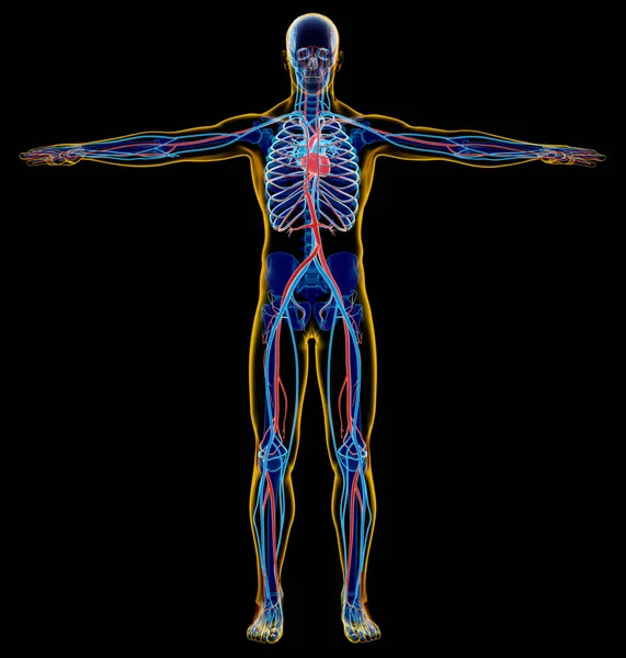 Sistema scheletrico e cardiovascolare dell'uomo. radiografia . — Foto Stock