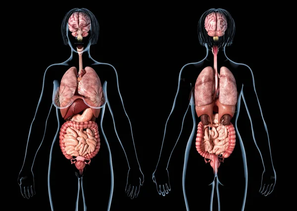 Woman anatomy internal organs, rear and front views. — Stock Photo, Image