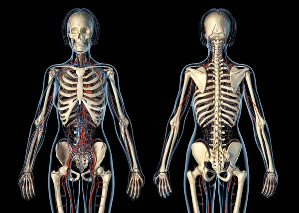 Anatomía de la mujer sistema cardiovascular con esqueleto, trasero y fron —  Fotos de Stock