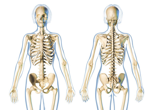 Woman skeletal system front and rear views.