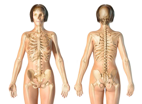 Woman skeletal system front and rear views. — Stock Photo, Image